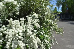 Bukettspirea Goliath Barrotad><noscript><img width=