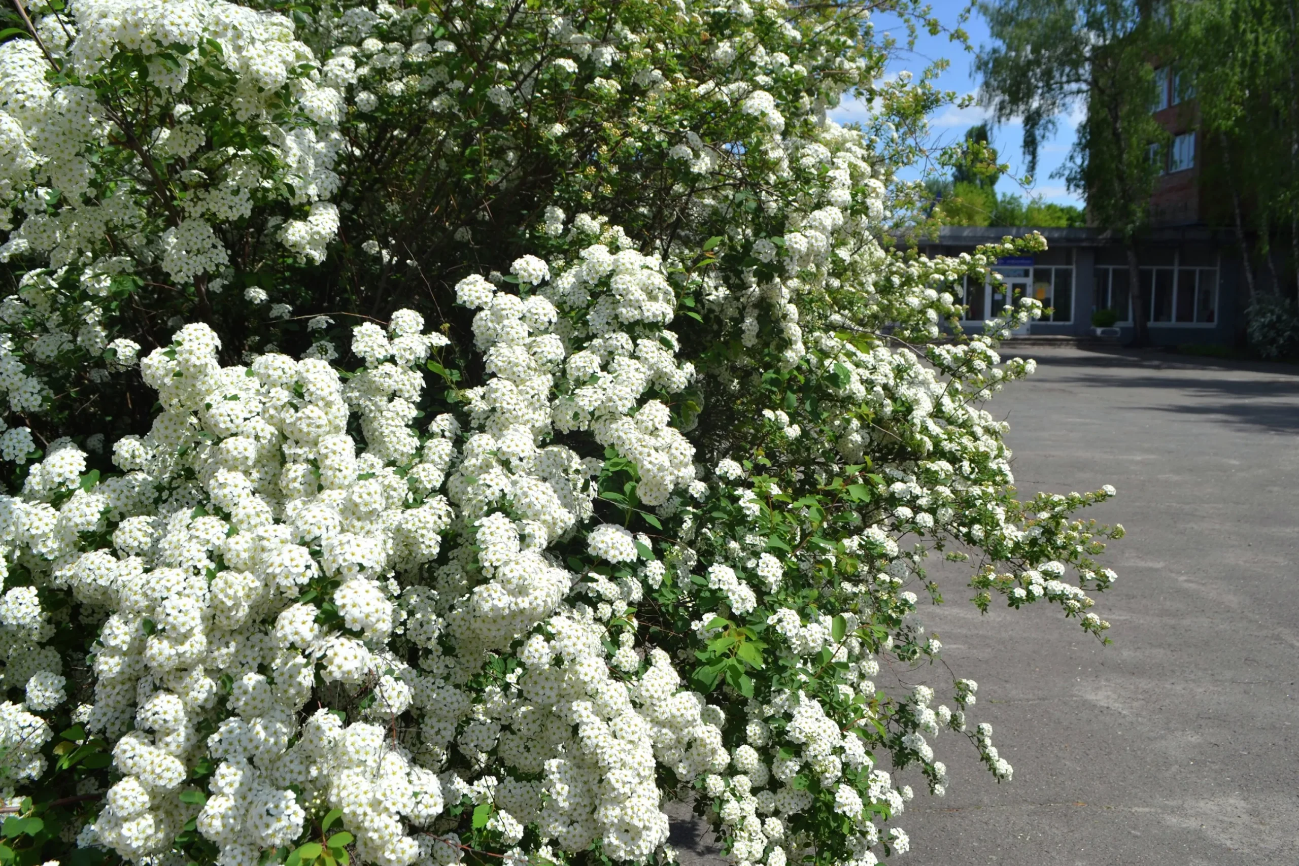 Bukettspirea Goliath Barrotad>Omnia garden Clearance
