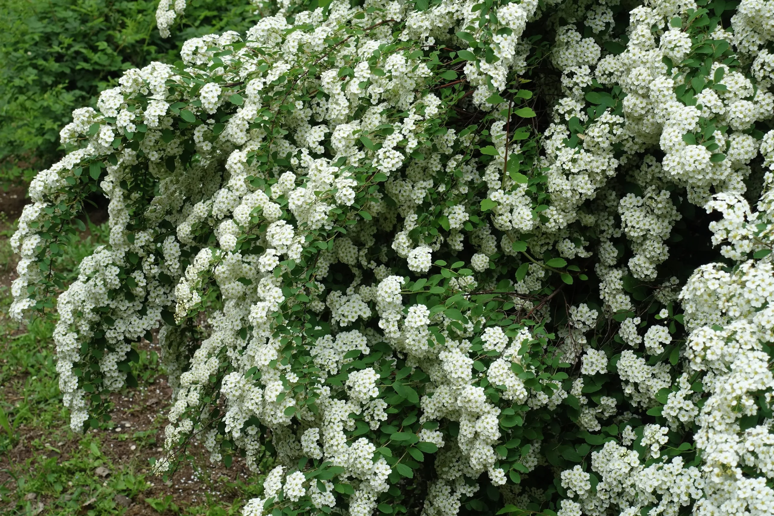 Bukettspirea Goliath Barrotad>Omnia garden Clearance
