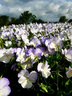 Bukettviol 'Ullas Favorit'>Omnia garden Hot