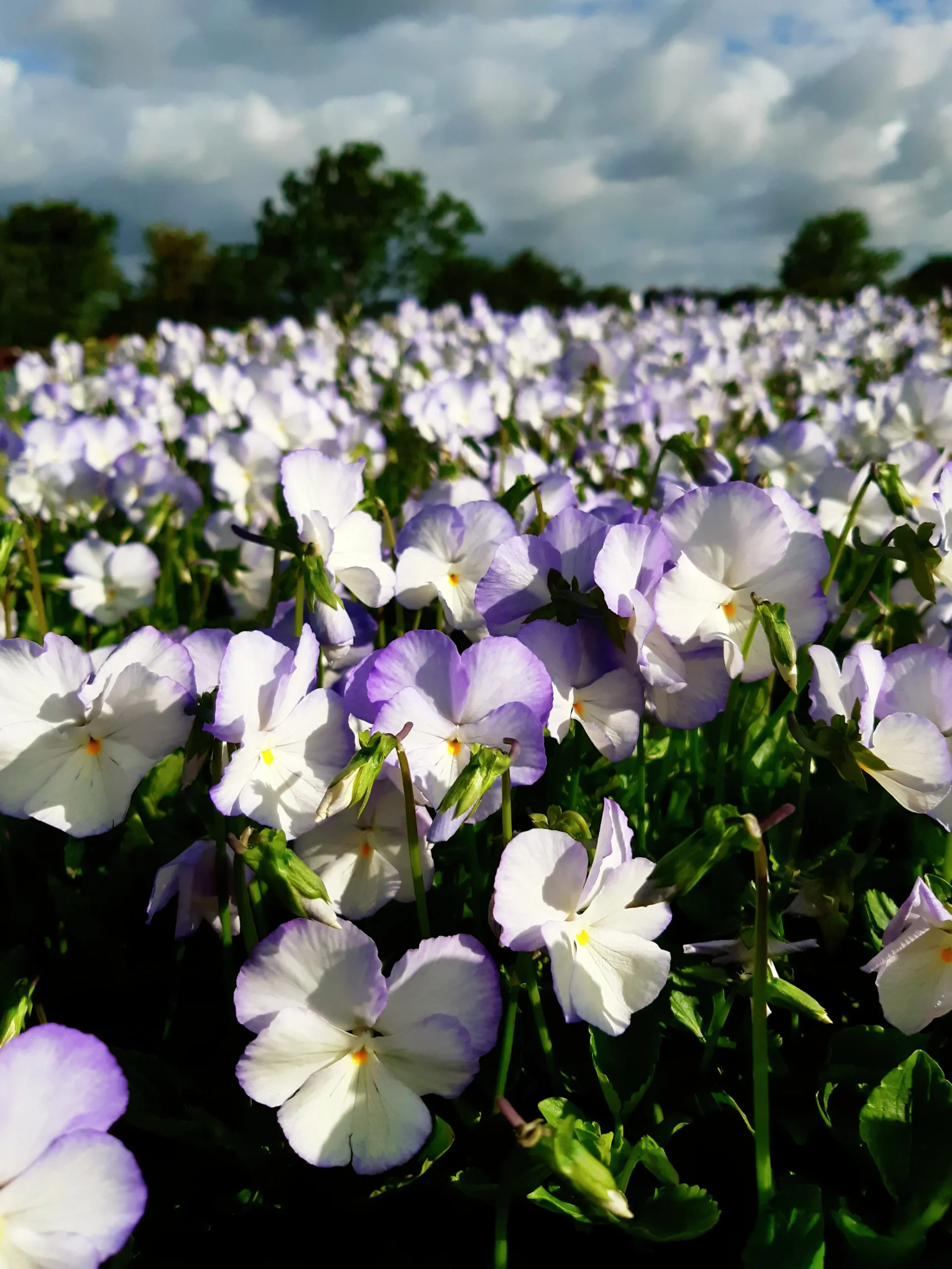 Bukettviol 'Ullas Favorit'>Omnia garden Hot