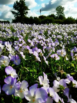 Bukettviol 'Ullas Favorit'>Omnia garden Hot