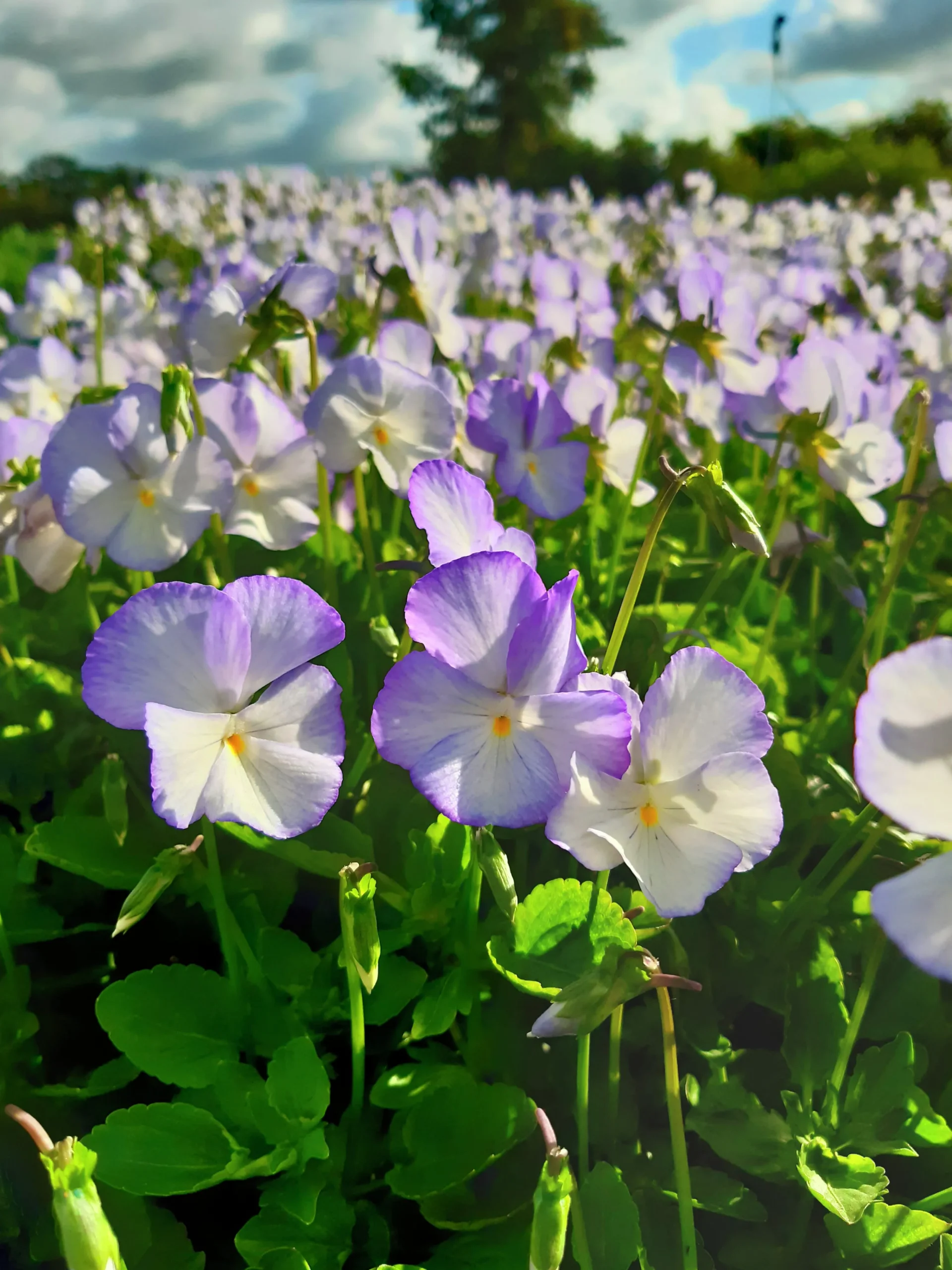 Bukettviol 'Ullas Favorit'>Omnia garden Hot