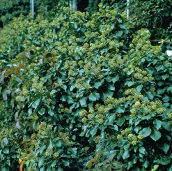 Buskmurgröna 'Arborescens' Krukodlad>Omnia garden