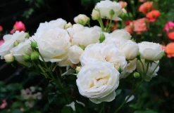 Buskros 'Artemis' Barrotad>Omnia garden Sale