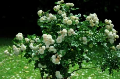 Buskros 'Artemis' Barrotad>Omnia garden Sale