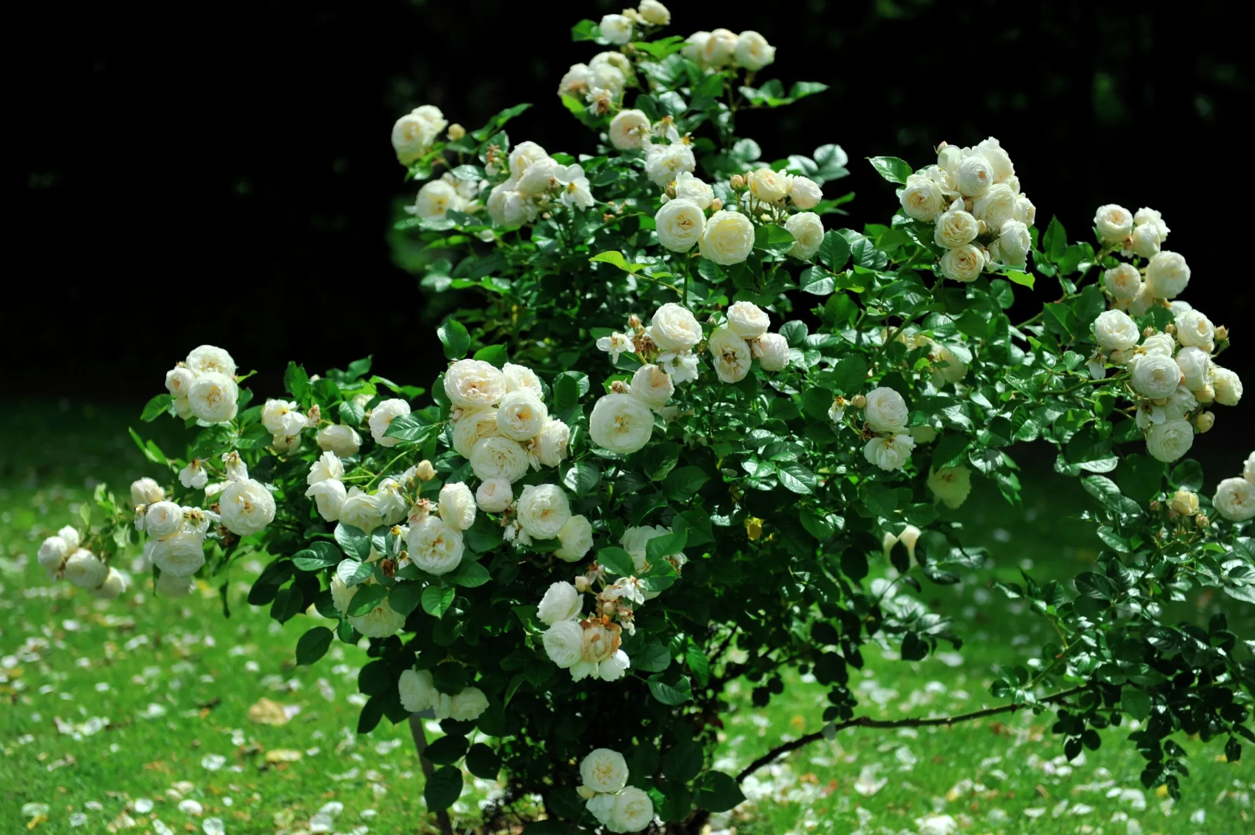 Buskros 'Artemis' Barrotad>Omnia garden Sale