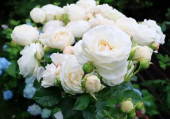 Buskros 'Artemis' Barrotad><noscript><img width=