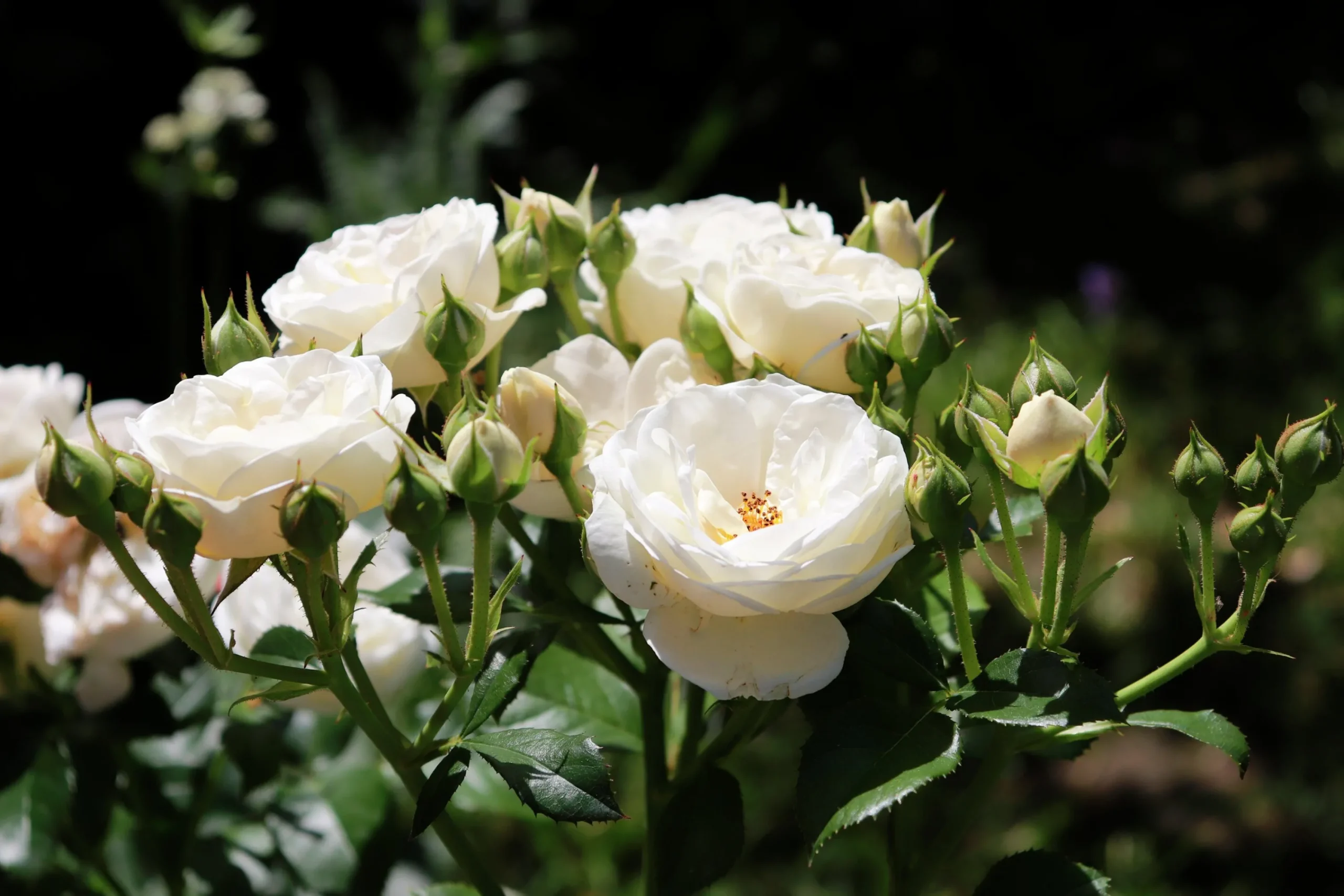 Buskros 'Artemis' Barrotad>Omnia garden Sale