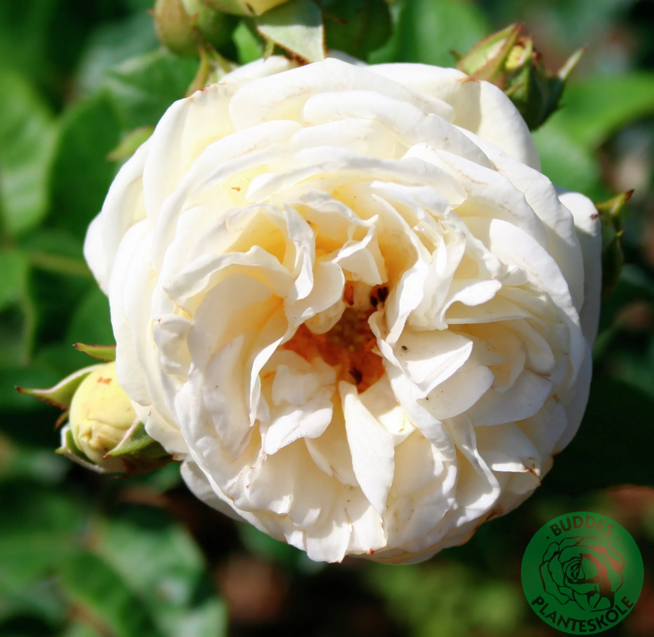 Buskros 'Artemis' Barrotad>Omnia garden Sale