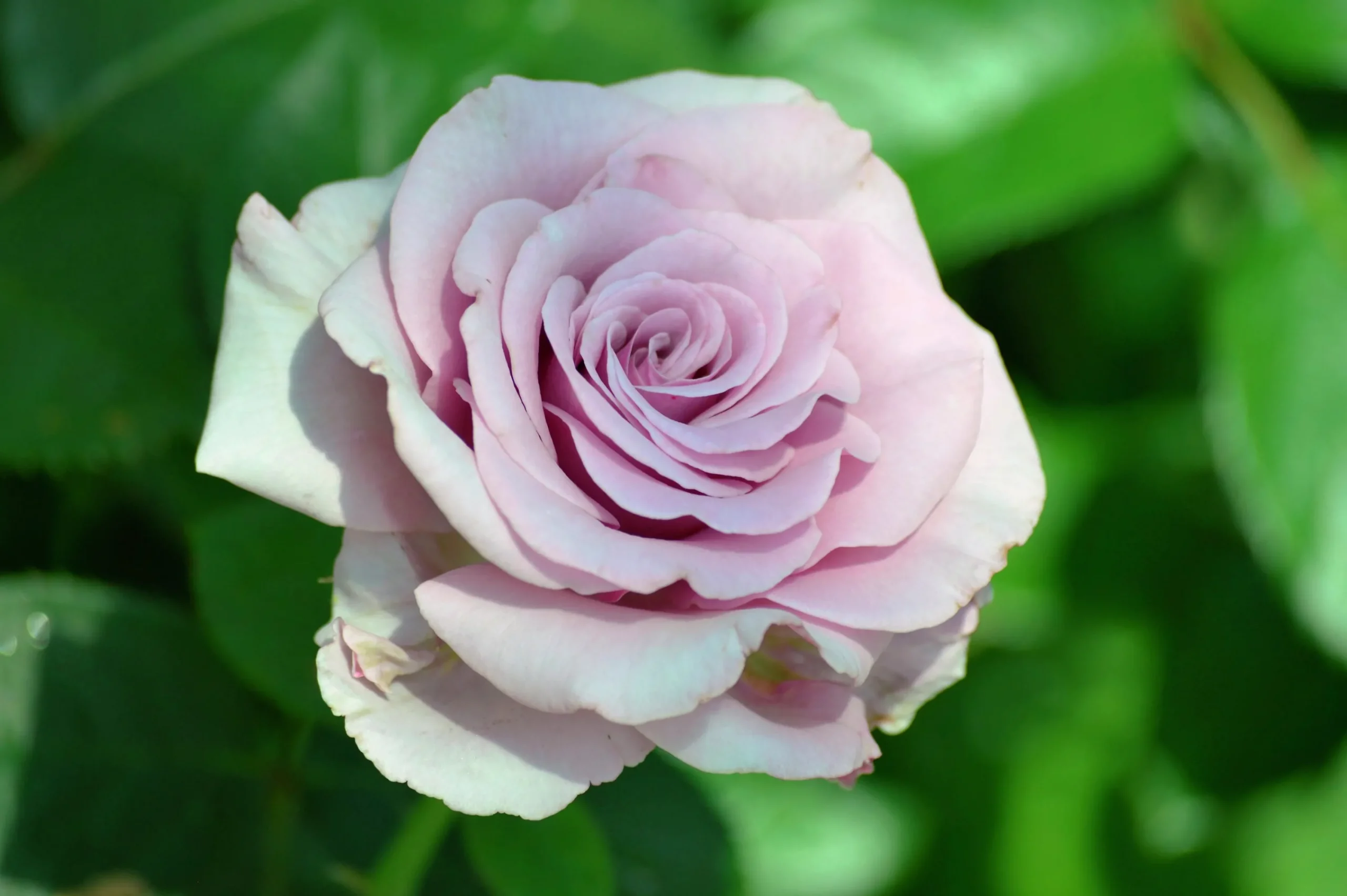 Buskros 'Bering Renaissance' Barrotad>Omnia garden Best