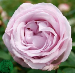 Buskros 'Bering Renaissance' Barrotad>Omnia garden Best