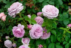 Buskros 'Bering Renaissance' Barrotad><noscript><img width=
