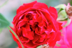 Buskros 'Capricia Renaissance' 'Poulren024' Barrotad>Omnia garden Hot