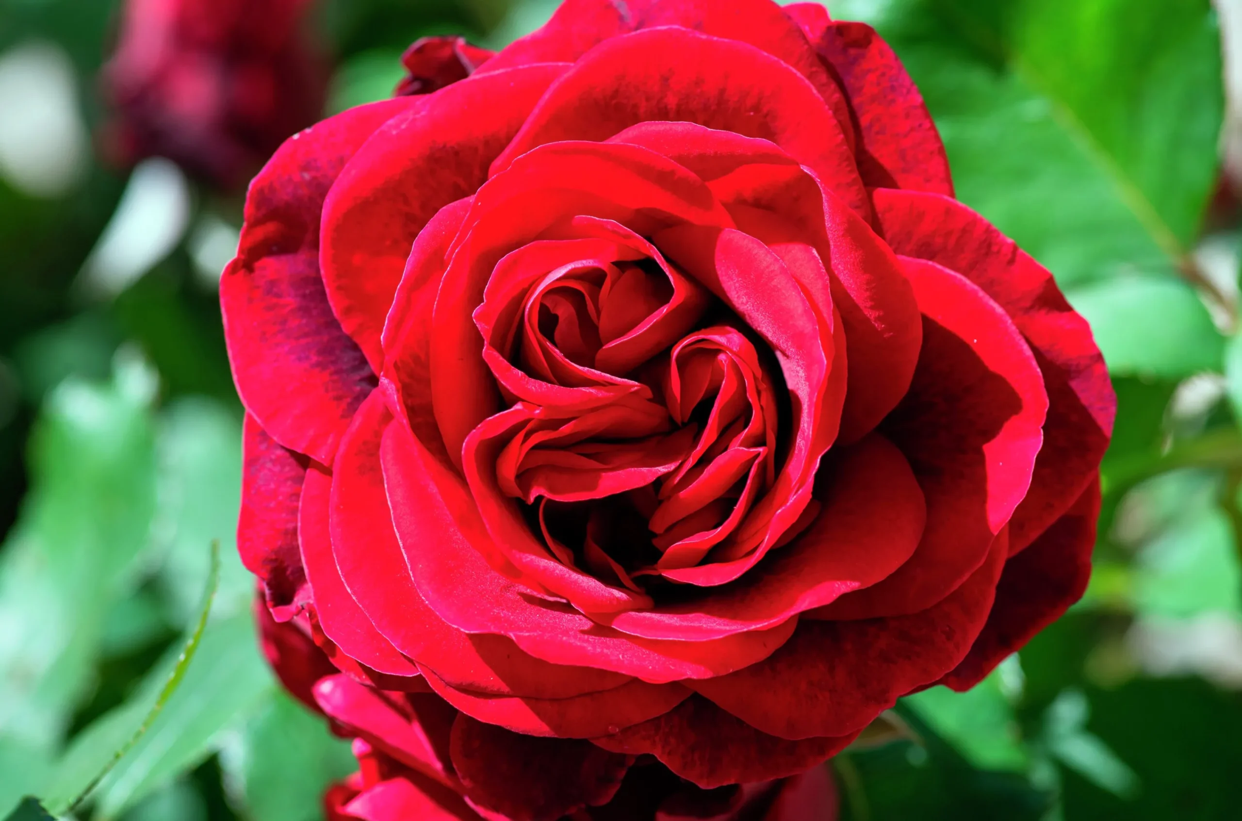 Buskros 'Capricia Renaissance' 'Poulren024' Barrotad>Omnia garden Hot