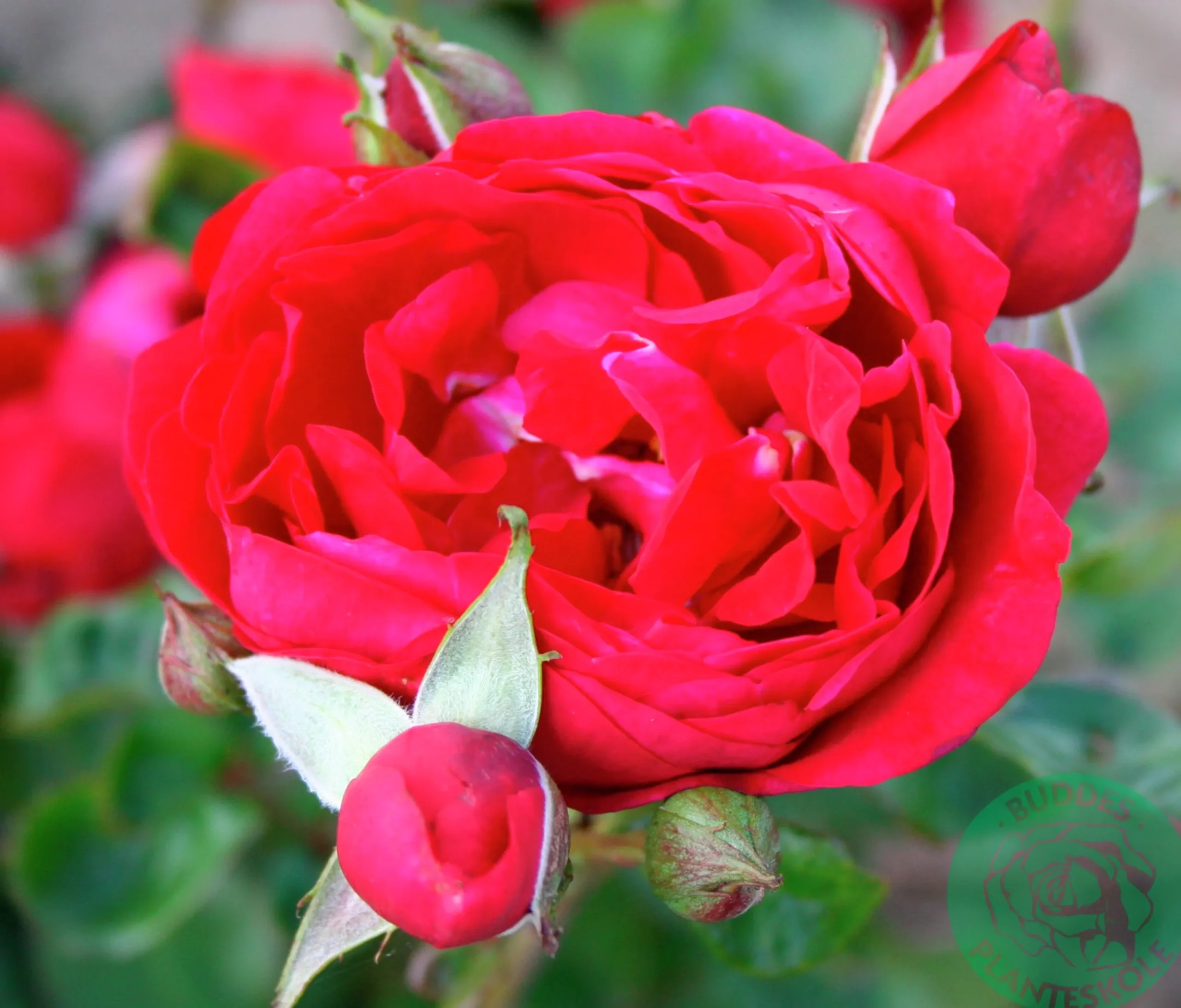 Buskros 'Capricia Renaissance' 'Poulren024' Barrotad>Omnia garden Hot