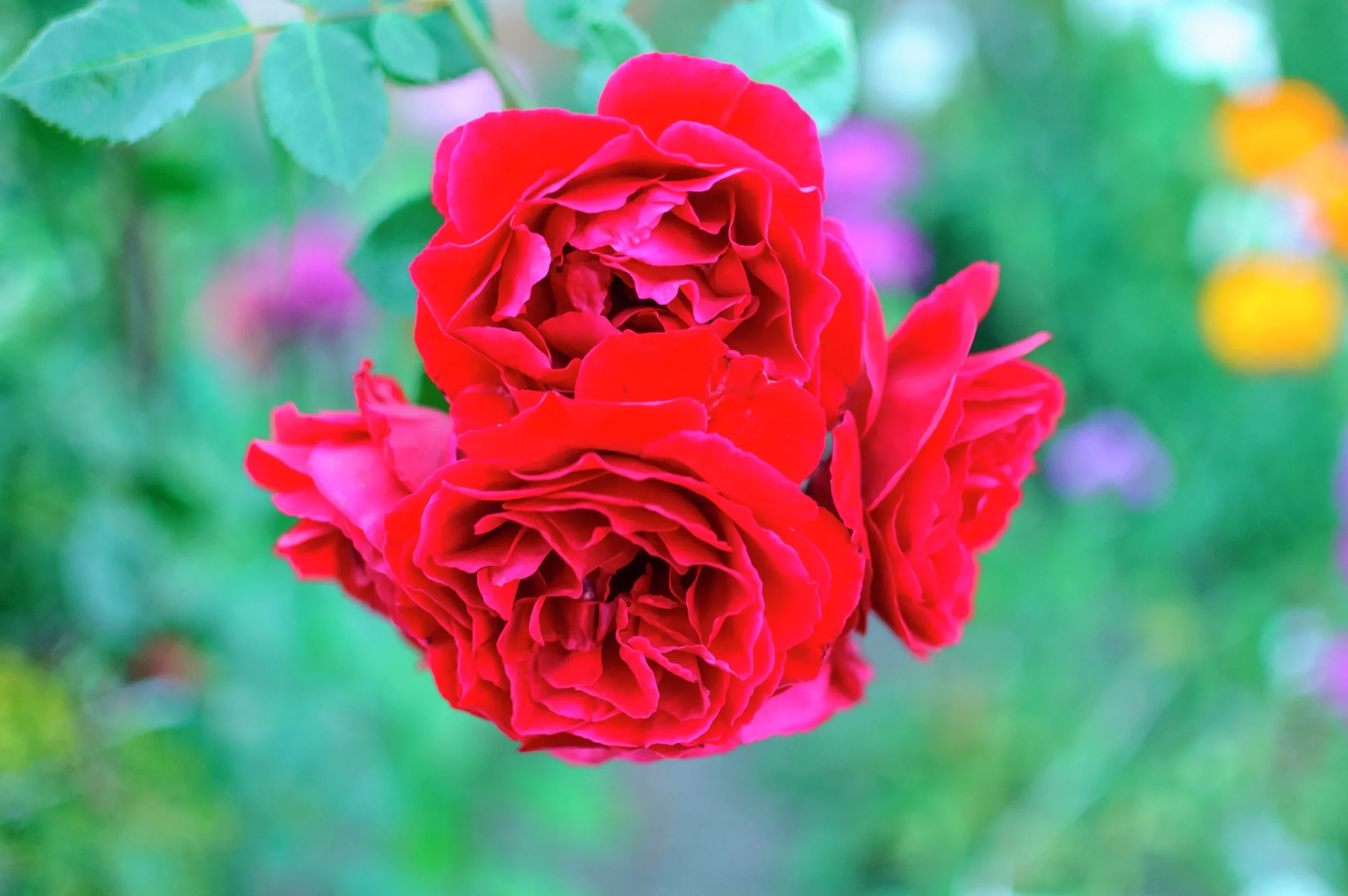Buskros 'Capricia Renaissance' 'Poulren024' Barrotad>Omnia garden Hot