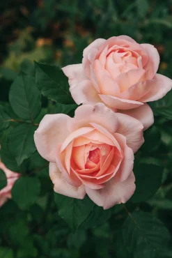 Buskros 'Clair Renaissance' Barrotad>Omnia garden