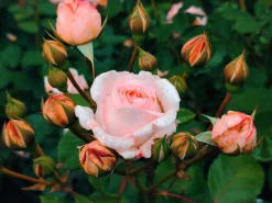 Buskros 'Clair Renaissance' Barrotad><noscript><img width=