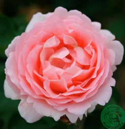 Buskros 'Clair Renaissance' Barrotad><noscript><img width=