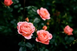 Buskros 'Clair Renaissance' Barrotad><noscript><img width=