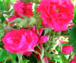 Buskros 'Fj. Grootendorst' Barrotad><noscript><img width=