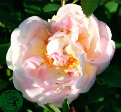 Buskros 'Frühlingsduft' Barrotad>Omnia garden Best
