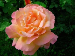 Buskros 'Frühlingsduft' Barrotad>Omnia garden Best