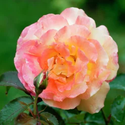 Buskros 'Frühlingsduft' Barrotad><noscript><img width=