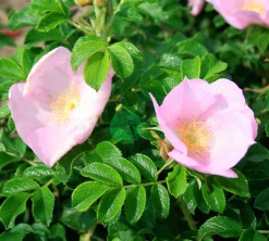 Buskros 'Fru Dagmar Hastrup' Barrotad>Omnia garden Online