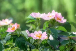 Buskros 'Fru Dagmar Hastrup' Barrotad><noscript><img width=