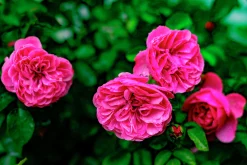 Buskros 'Gertrude Jekyll' 'Ausbord' Barrotad>Omnia garden New