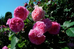 Buskros 'Gertrude Jekyll' 'Ausbord' Barrotad>Omnia garden New