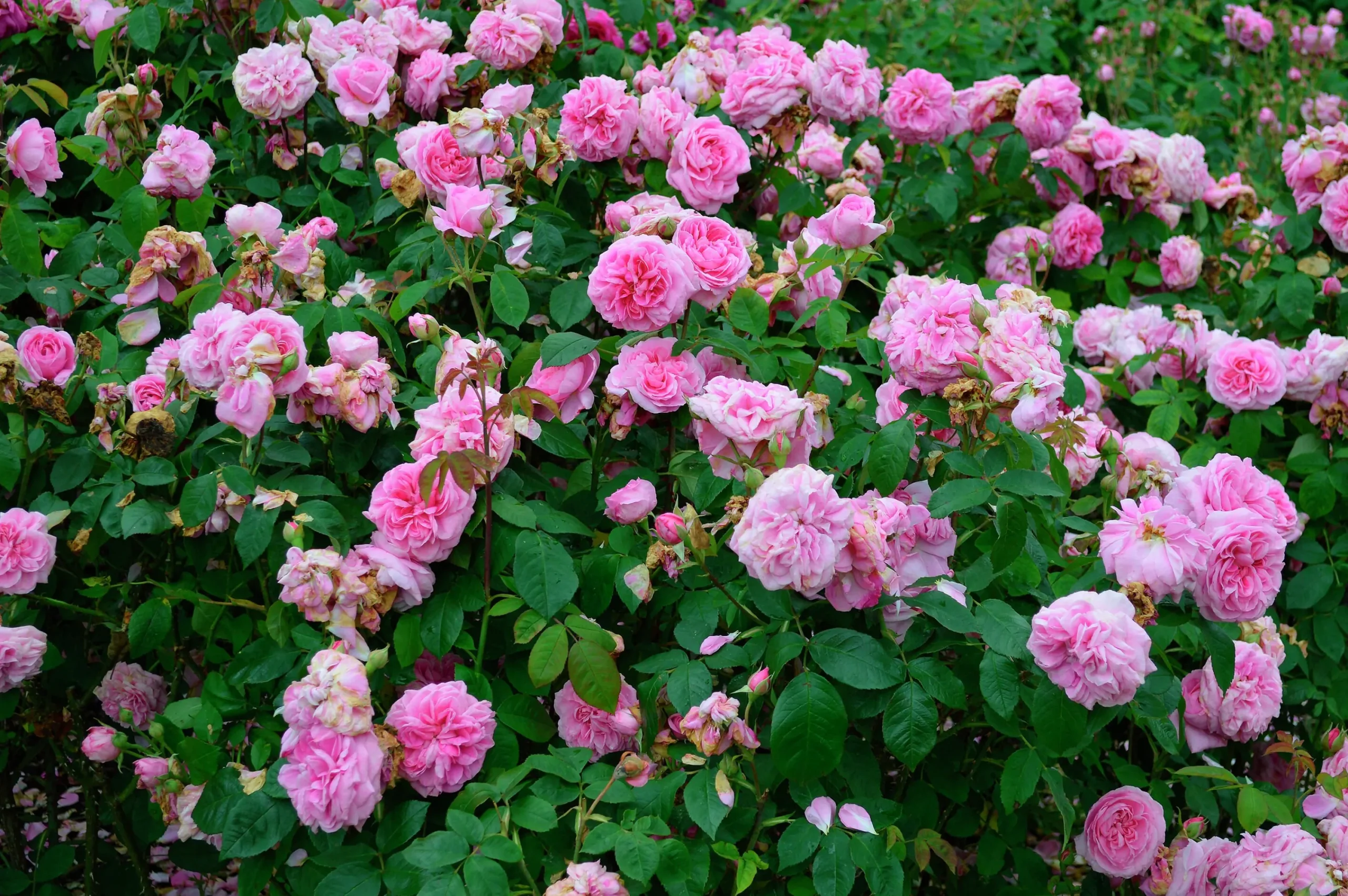 Buskros 'Gertrude Jekyll' 'Ausbord' Barrotad>Omnia garden New
