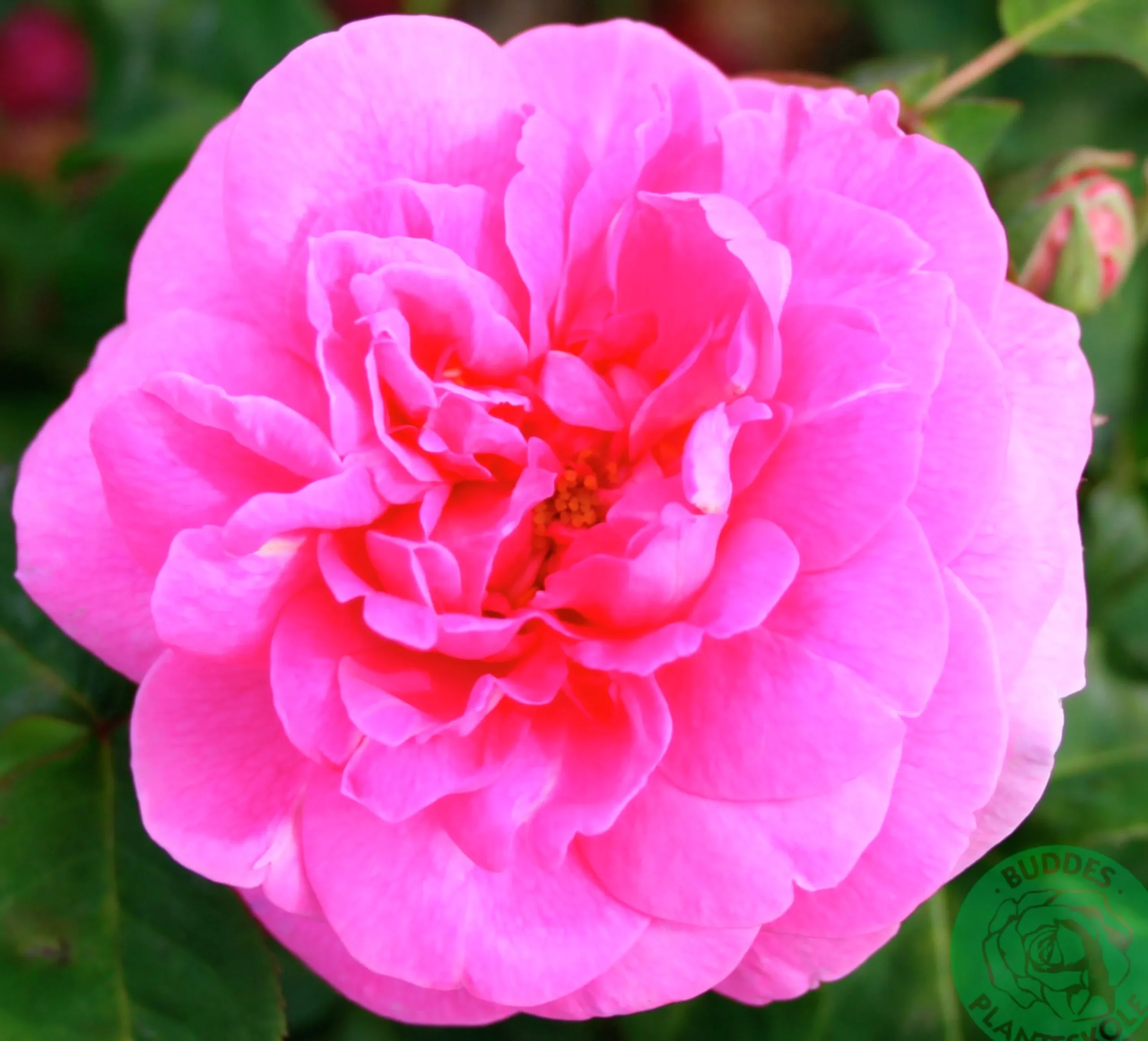 Buskros 'Gertrude Jekyll' 'Ausbord' Barrotad>Omnia garden New