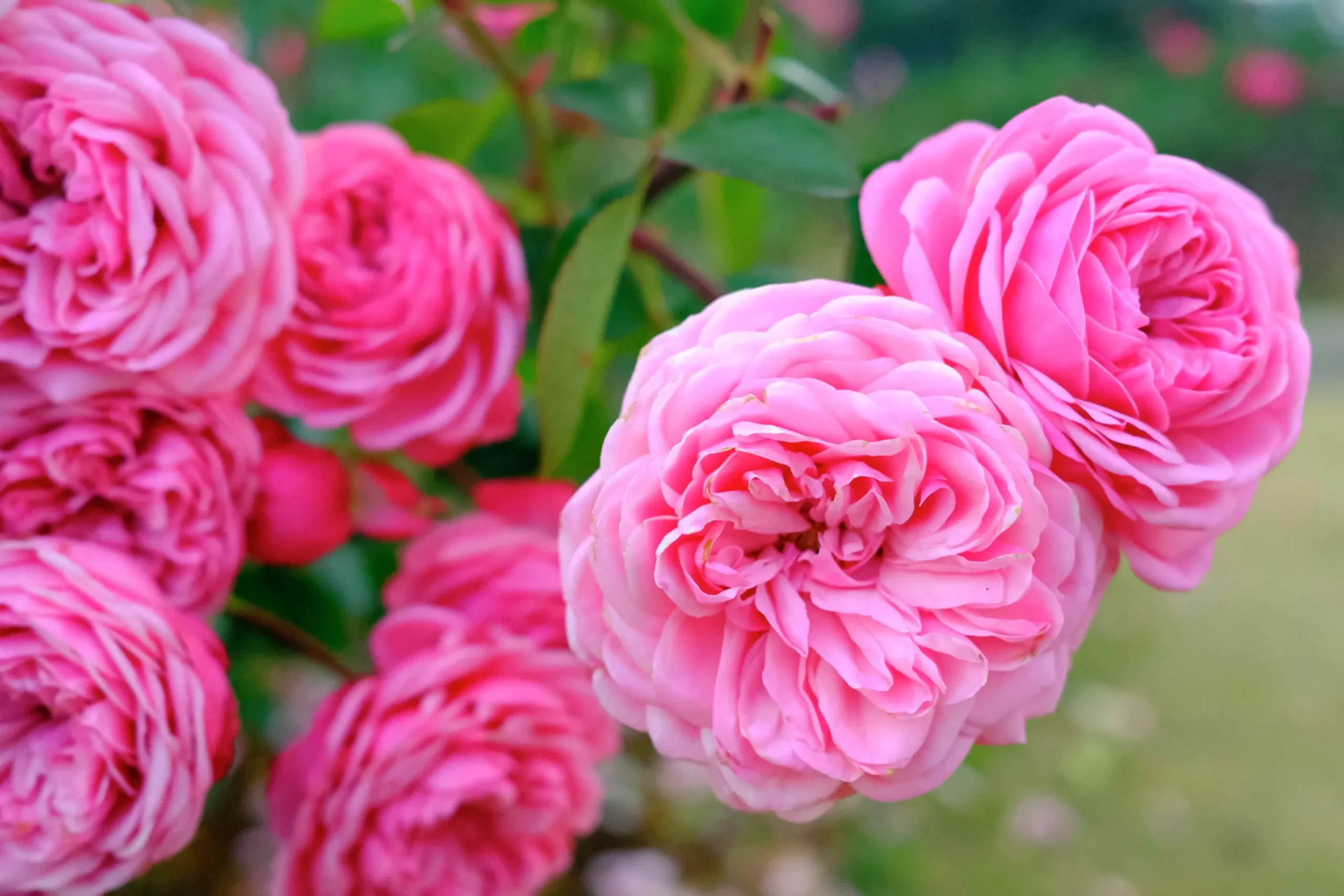 Buskros 'Gertrude Jekyll' 'Ausbord' Barrotad>Omnia garden New
