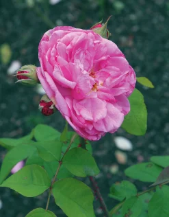 Buskros 'Gertrude Jekyll' 'Ausbord' Barrotad><noscript><img width=