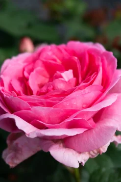 Buskros 'Ghita Renaissance' 'Poulren013' Barrotad>Omnia garden Sale