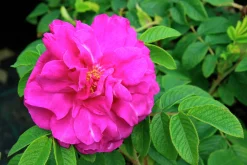 Buskros 'Hansa' Barrotad>Omnia garden Sale