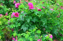 Buskros 'Hansa' Barrotad>Omnia garden Sale