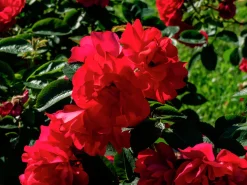 Buskros 'Hansaland' 'Korhossi' Barrotad>Omnia garden Clearance
