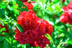 Buskros 'Hansaland' 'Korhossi' Barrotad><noscript><img width=