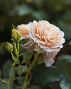 Buskros 'Julia Renaissance' 'Poulheart' Barrotad>Omnia garden Hot