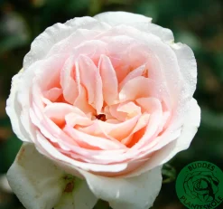 Buskros 'Julia Renaissance' 'Poulheart' Barrotad><noscript><img width=