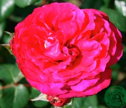 Buskros 'Katherine Renaissance' Barrotad>Omnia garden Outlet