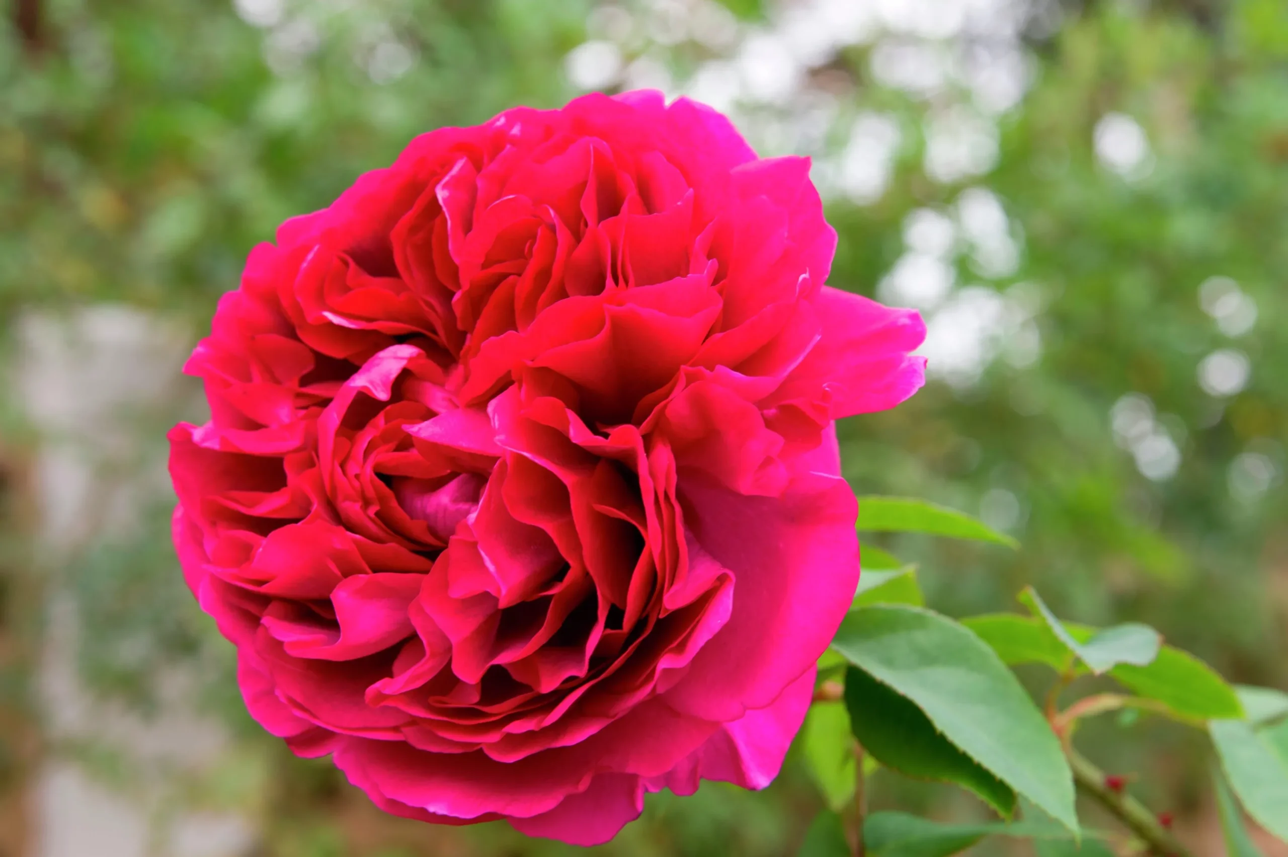 Buskros 'Katherine Renaissance' Barrotad>Omnia garden Outlet