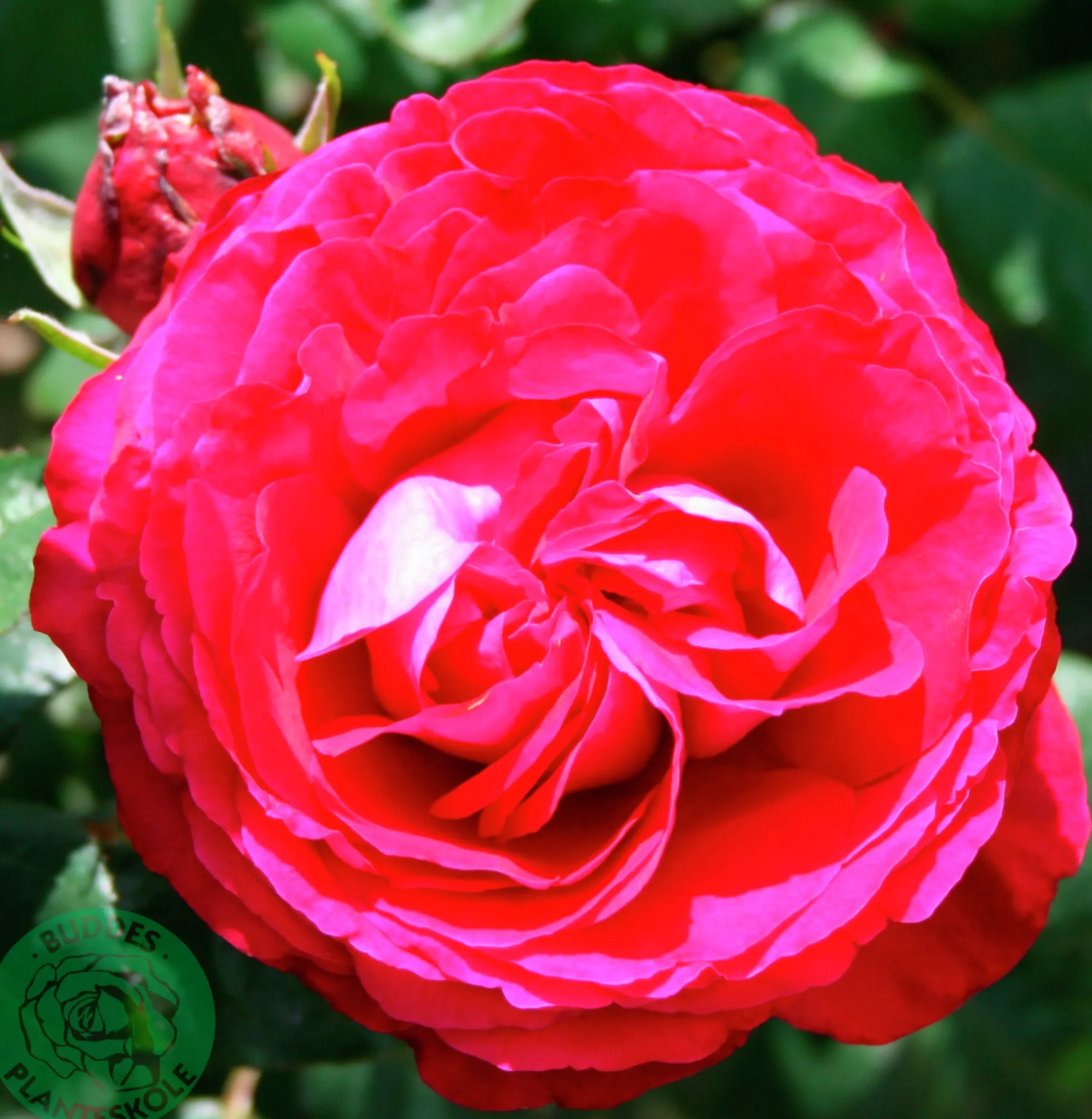 Buskros 'Katherine Renaissance' Barrotad>Omnia garden Outlet
