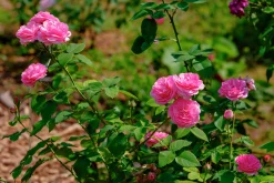 Buskros 'Louis Odier' Barrotad>Omnia garden Discount
