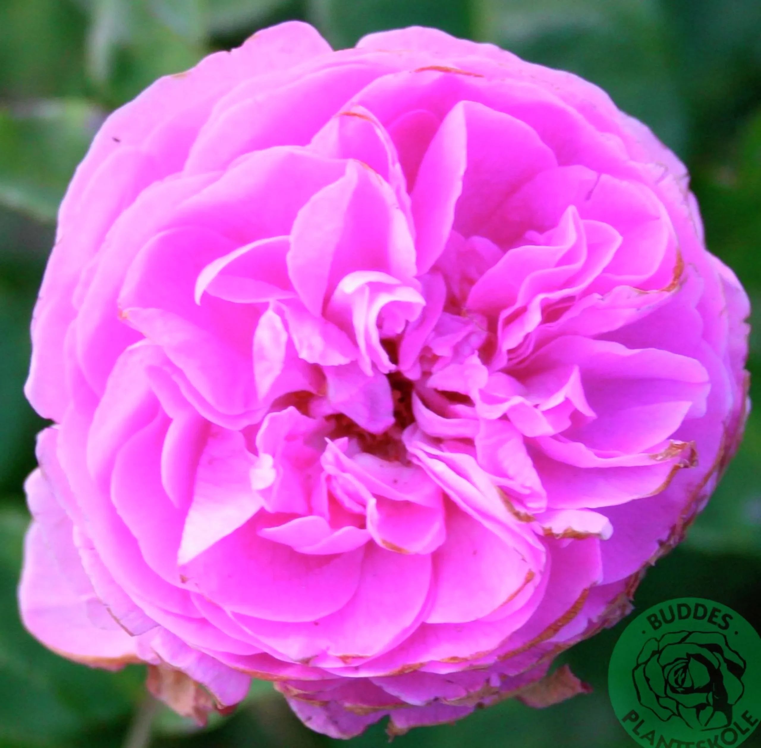 Buskros 'Louis Odier' Barrotad>Omnia garden Discount
