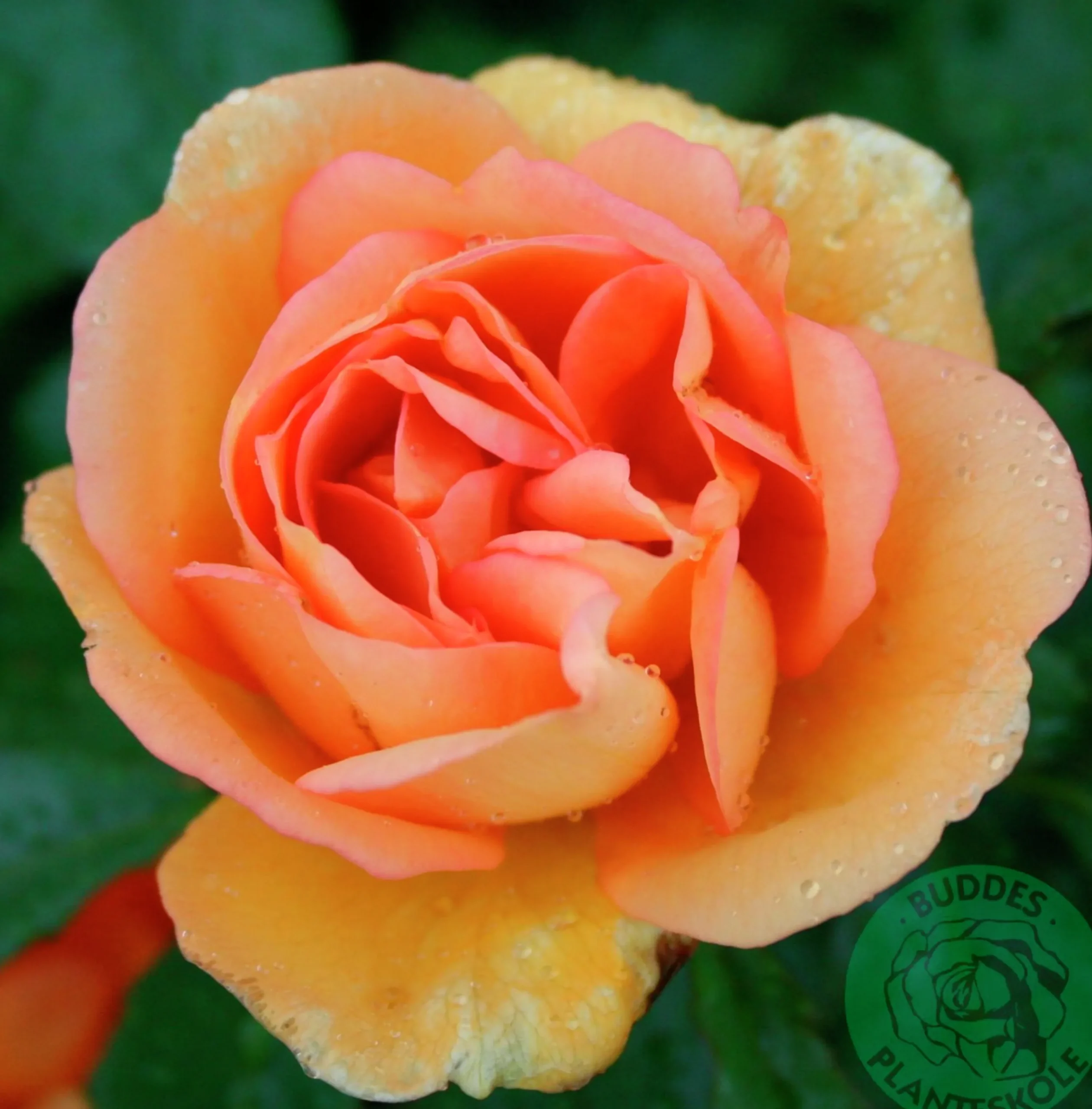 Buskros 'Maigold' Barrotad>Omnia garden Discount